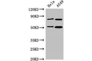 Western Blot Positive WB detected in: Hela whole cell lysate, A549 whole cell lysate All lanes: SNX27 antibody at 3. (SNX27 anticorps  (AA 458-497))