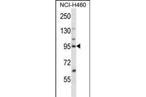 KIF2C Antibody (N-term) (ABIN657964 and ABIN2846910) western blot analysis in NCI- cell line lysates (35 μg/lane). (KIF2C anticorps  (N-Term))