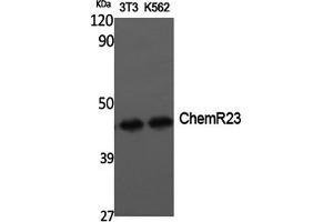 Western Blotting (WB) image for anti-Chemokine-Like Receptor 1 (CMKLR1) antibody (ABIN5959097) (CMKLR1 anticorps)