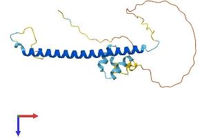 AlphaFold protein structure predicition of Human Recombinant WASHC3 Protein, UniprotID Q9Y3C0