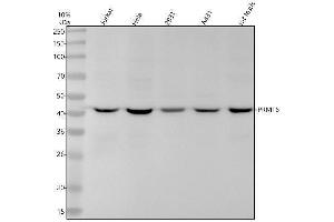 Western blot analysis of PRMT6 using anti-PRMT6 antibody (ABIN7606043).