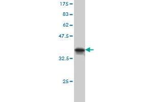 Western Blot detection against Immunogen (36.
