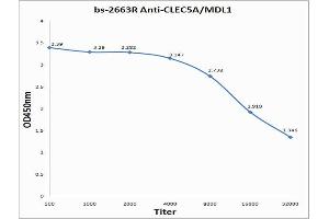 Antigen: 0. (CLEC5A anticorps  (AA 101-190))