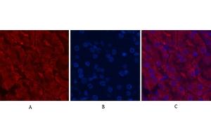 Immunofluorescence analysis of mouse kidney tissue. (CDX2 anticorps)