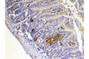 IHC testing of FFPE mouse small intestine tissue with IL12 p35 antibody at 1ug/ml. (IL12A anticorps)