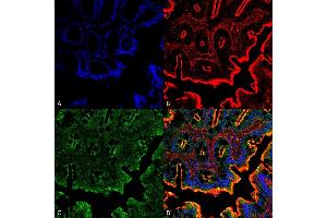 Immunohistochemistry analysis using Rabbit Anti-NHE3 Polyclonal Antibody (ABIN2486548).