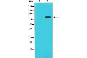 Western blot analysis of STAT1 phosphorylation expression in Jurkat whole cell lysates,The lane on the left is treated with the antigen-specific peptide. (STAT1 anticorps  (pSer727))