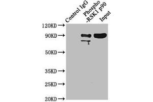 Immunoprecipitating Phospho-RPS6KA1 in Hela whole cell lysate Lane 1: Rabbit control IgG(1 μg)instead of ABIN7127744 in Hela whole cell lysate. (Recombinant RPS6KA1 anticorps  (pSer363, pThr359))