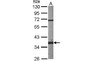 WB Image Sample (30 ug of whole cell lysate) A:NIH-3T3 10% SDS PAGE antibody diluted at 1:1000