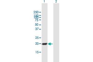 Western Blot analysis of HN1L expression in transfected 293T cell line by HN1L MaxPab polyclonal antibody.