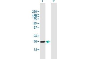 Western Blot analysis of HN1L expression in transfected 293T cell line by HN1L MaxPab polyclonal antibody. (HN1L anticorps  (AA 1-190))