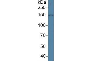 Detection of NCCT in Porcine Kidney lysate using Polyclonal Antibody to Na-Cl Cotransporter (NCCT)