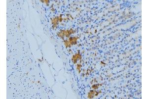 ABIN6277217 at 1/100 staining Human gastric tissue by IHC-P. (BIK anticorps  (N-Term))