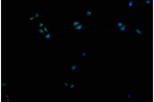 Immunofluorescence staining of Hela cells with ABIN7149223 at 1:200, counter-stained with DAPI. (CYP2A13 anticorps  (AA 252-354))