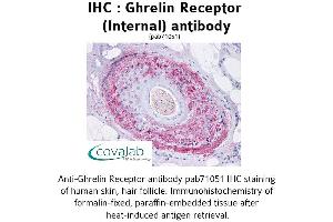 Image no. 1 for anti-Growth Hormone Secretagogue Receptor (GHSR) (Internal Region) antibody (ABIN1734688) (GHSR anticorps  (Internal Region))