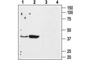 Western blot analysis of mouse kidney (lanes 1 and 3) and mouse heart (lanes 2 and 4) membranes: - 1,2.