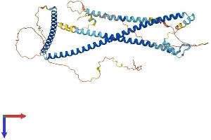 AlphaFold protein structure predicition of Human Recombinant CCDC125 Protein, UniprotID Q86Z20