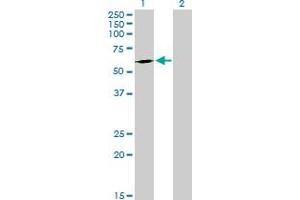 Western Blot analysis of FPGT expression in transfected 293T cell line by FPGT MaxPab polyclonal antibody.