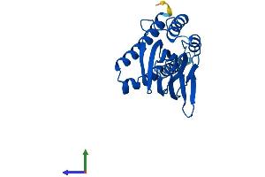 AlphaFold protein structure predicition of Mouse Recombinant Sigmar1 Protein, UniprotID O55242