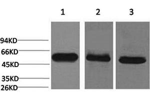 Western Blotting (WB) image for anti-Caspase 8 (CASP8) antibody (ABIN5960798) (Caspase 8 anticorps)