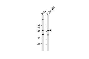 Western Blot at 1:1000 dilution Lane 1: Hela whole cell lysate Lane 2: NCI-H460 whole cell lysate Lysates/proteins at 20 ug per lane. (CRLF3 anticorps  (C-Term))