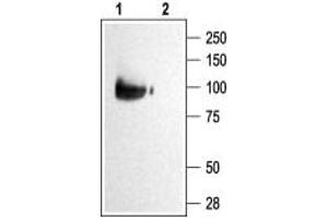 Western blot analysis of KCNQ2 transfected HEK-293 cells: - 1. (KCNQ2 anticorps  (C-Term, Intracellular))