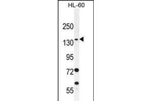 SPECC1 Antibody (Center) (ABIN656081 and ABIN2845427) western blot analysis in HL-60 cell line lysates (35 μg/lane). (NSP5 anticorps  (AA 705-733))