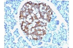 Formalin-fixed, paraffin-embedded human pancreas stained with Chromogranin A antibody (CHGA/765)