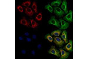 ABIN7094690 and ABIN7098741 staining Hela cells by IF/ICC. (B7-H6 anticorps  (C-Term))