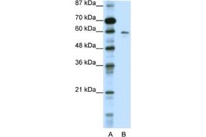 Western Blotting (WB) image for anti-Potassium Voltage-Gated Channel, Subfamily G, Member 1 (KCNG1) antibody (ABIN2461096) (KCNG1 anticorps)