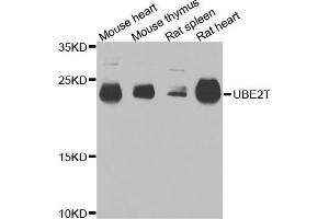 Western blot analysis of extracts of various cell lines, using UBE2T antibody.