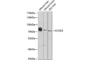 Western blot analysis of extracts of various cell lines using KCND3 Polyclonal Antibody at dilution of 1:1000. (KCND3 anticorps)