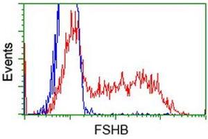 HEK293T cells transfected with either RC214616 overexpress plasmid (Red) or empty vector control plasmid (Blue) were immunostained by anti-FSHB antibody (ABIN2453048), and then analyzed by flow cytometry. (FSHB anticorps)