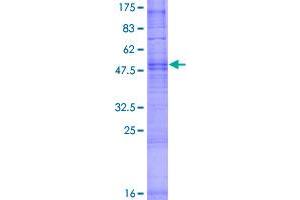 Olfactory Receptor 1Q1 (OR1Q1) (AA 1-314) protein (GST tag)