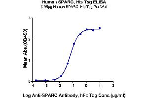 Immobilized Human SPARC, His Tag at 0. (SPARC Protein (AA 18-303) (His tag))