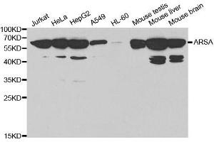 Western blot analysis of extracts of various cell lines, using ARSA antibody. (Arylsulfatase A anticorps  (AA 210-509))
