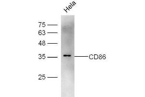 HeLa cell lysates probed with Rabbit Anti-CD86 Polyclonal Antibody, Unconjugated  at 1:500 for 90 min at 37˚C. (CD86 anticorps  (AA 140-175))