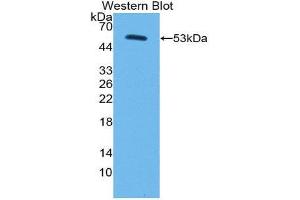 Western Blotting (WB) image for anti-Corin, Serine Peptidase (CORIN) (AA 134-573) antibody (ABIN1858496)
