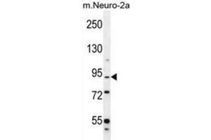 Western Blotting (WB) image for anti-Family with Sequence Similarity 212, Member B (FAM212B) antibody (ABIN2996391)