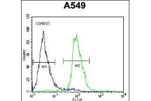 WDR32 Antibody (N-term) (ABIN654593 and ABIN2844292) flow cytometric analysis of A549 cells (right histogram) compared to a negative control cell (left histogram). (DCAF10 anticorps  (N-Term))
