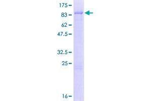 Image no. 1 for Zinc Finger Protein 692 (ZNF692) (AA 1-519) protein (GST tag) (ABIN1326383)