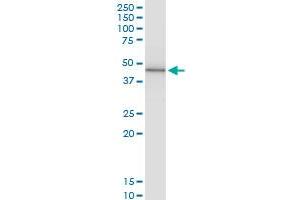 Immunoprecipitation of PRKX transfected lysate using anti-PRKX MaxPab rabbit polyclonal antibody and Protein A Magnetic Bead , and immunoblotted with PRKX purified MaxPab mouse polyclonal antibody (B01P) .