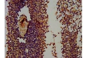 IHC image of ABIN7166179 diluted at 1:300 and staining in paraffin-embedded human spleen tissue performed on a Leica BondTM system.