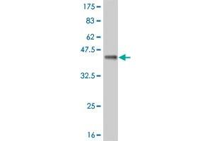 Western Blot detection against Immunogen (35. (HCLS1 anticorps  (AA 266-355))
