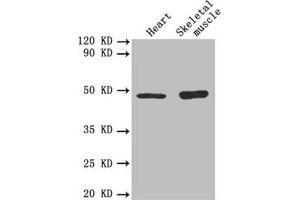 Western blot All lanes: TGFB2 antibody at 3 μg/mL Lane 1: Mouse heart tissue Lane 2: Mouse skeletal muscle tissue Secondary Goat polyclonal to rabbit IgG at 1/10000 dilution Predicted band size: 48, 51 kDa Observed band size: 48 kDa (TGFB2 anticorps  (AA 304-413))