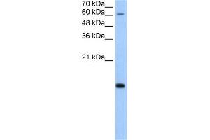 WB Suggested Anti-POLR2H Antibody Titration:  5. (POLR2H anticorps  (N-Term))