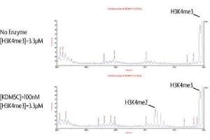JARID1C / KDM5C activity assay.