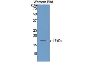 Western blot analysis of the recombinant protein. (GDNF anticorps  (AA 78-211))