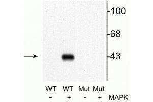 Western blot of recombinant wild type MEK 1 (WT) and mutant MEK 1 (T292A) (Mut). (MEK1 anticorps  (pThr292))