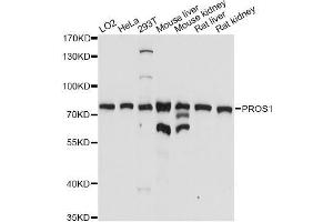 Western blot analysis of extracts of various cell lines, using PROS1 antibody (ABIN5970773) at 1/1000 dilution. (PROS1 anticorps)